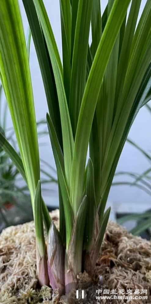 莲瓣铭品鉴赏篇一:荷之冠(绣荷鼎)